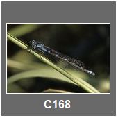 C168