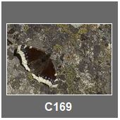 C169
