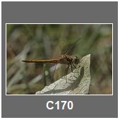 C170