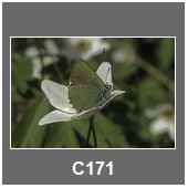 C171