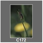 C172