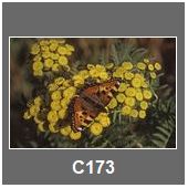 C173