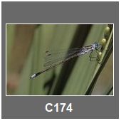 C174