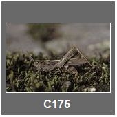 C175
