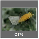 C176