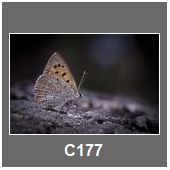 C177