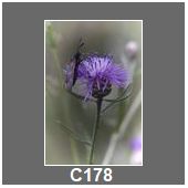 C178