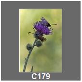 C179