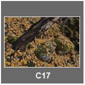 C17