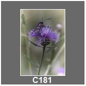 C181