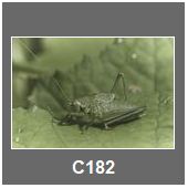 C182