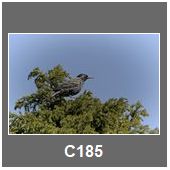 C185