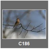 C186