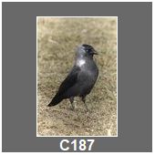 C187