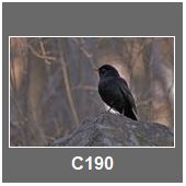 C190