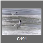 C191