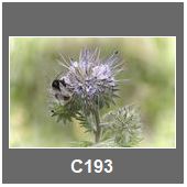 C193