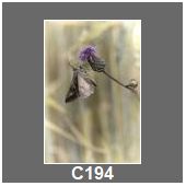C194
