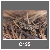 C195
