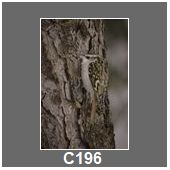 C196