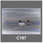 C197
