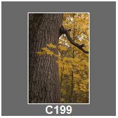 C199