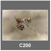 C200