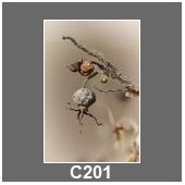 C201