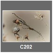 C202
