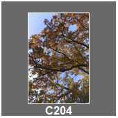 C204