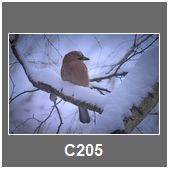 C205