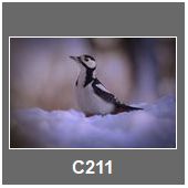 C211
