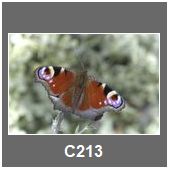 C213