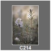 C214