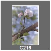 C216