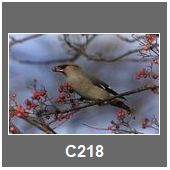 C218