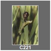 C221