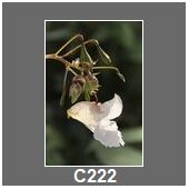 C222