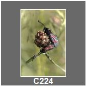 C224