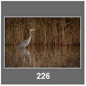 C226