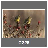 C228