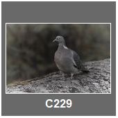 C229