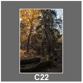 C22