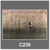 C230