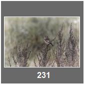 C231