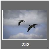 C232