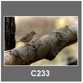 C233