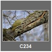 C234