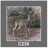 C235