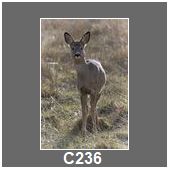 C236
